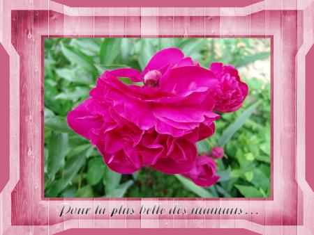 la belle maman